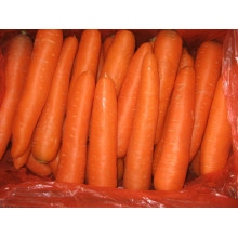 2015 Nuevo Crop Good Delicious / Top Quality / Fresh Carrot (grado M)